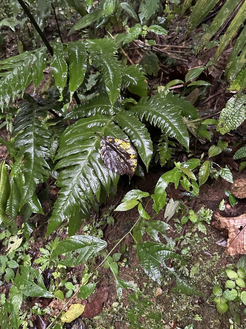 Diplazium ceratolepis photo 8