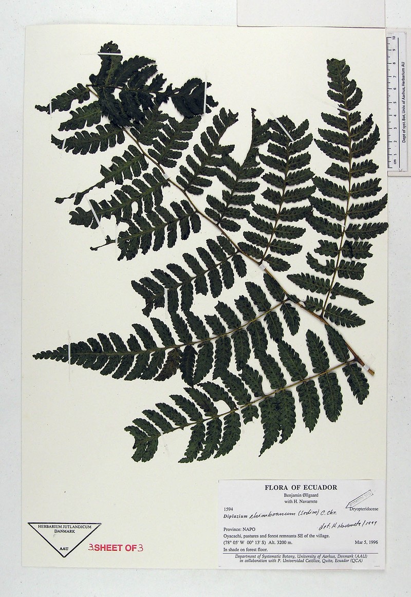 Diplazium chimboanum