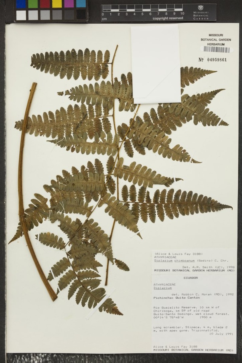 Diplazium chimboanum photo 2