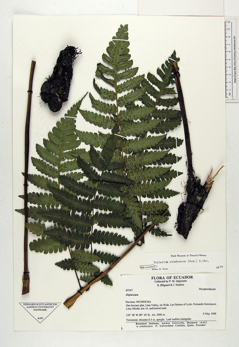 Diplazium chimboanum photo 3