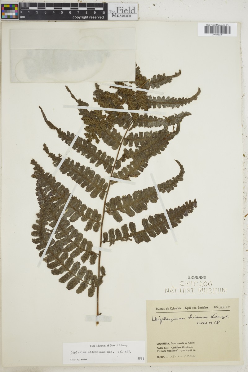 Diplazium chimboanum photo 4