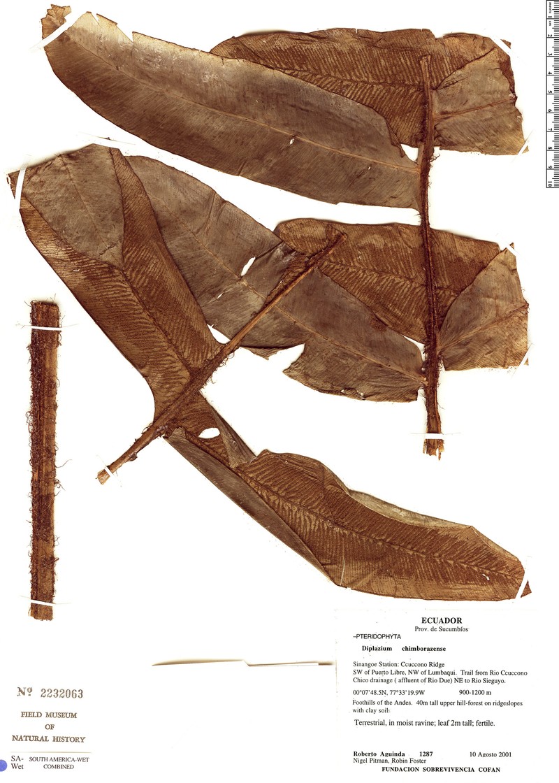 Diplazium chimborazense
