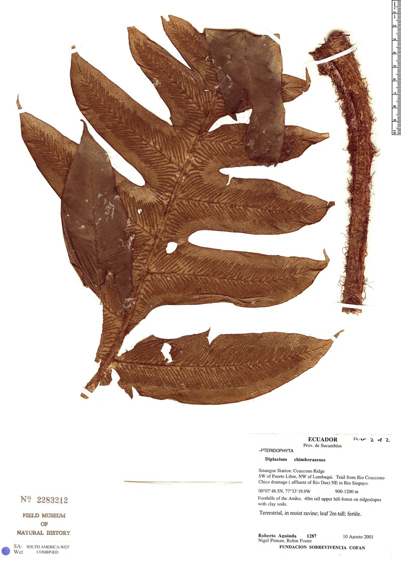 Diplazium chimborazense photo 2