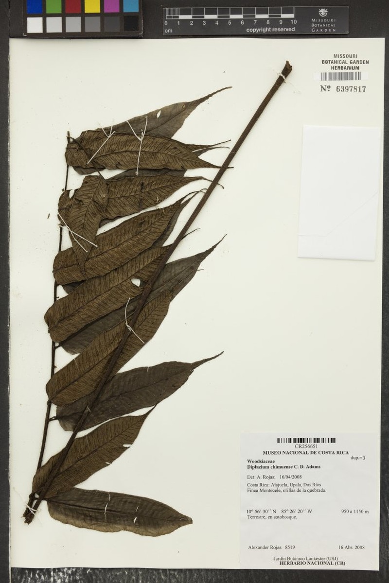 Diplazium chimuense