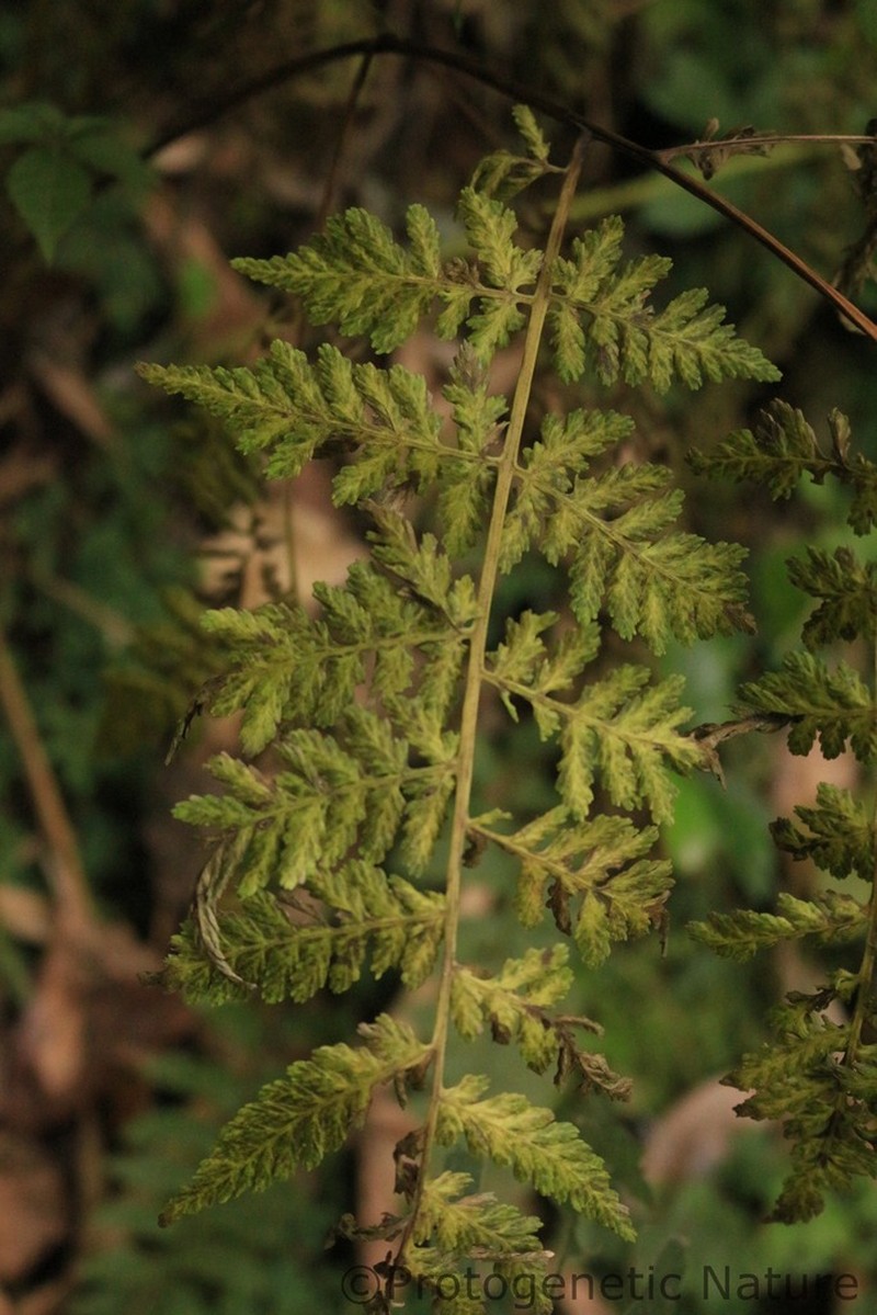 Diplazium chinense