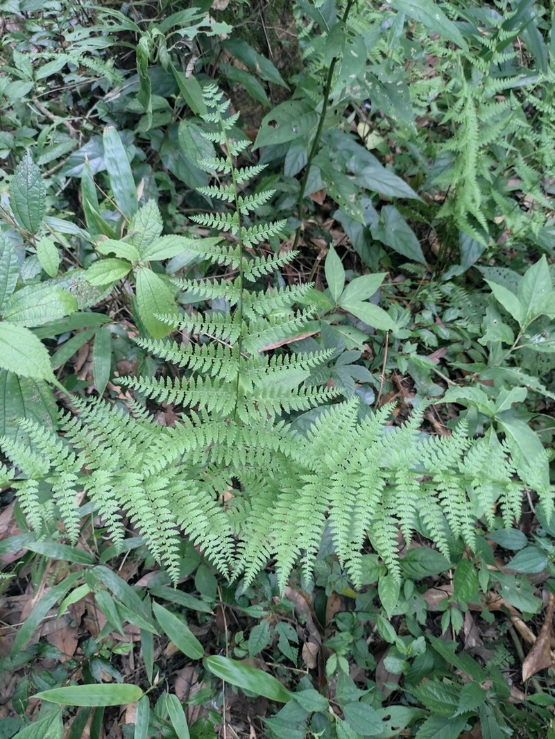 Diplazium chinense photo 5