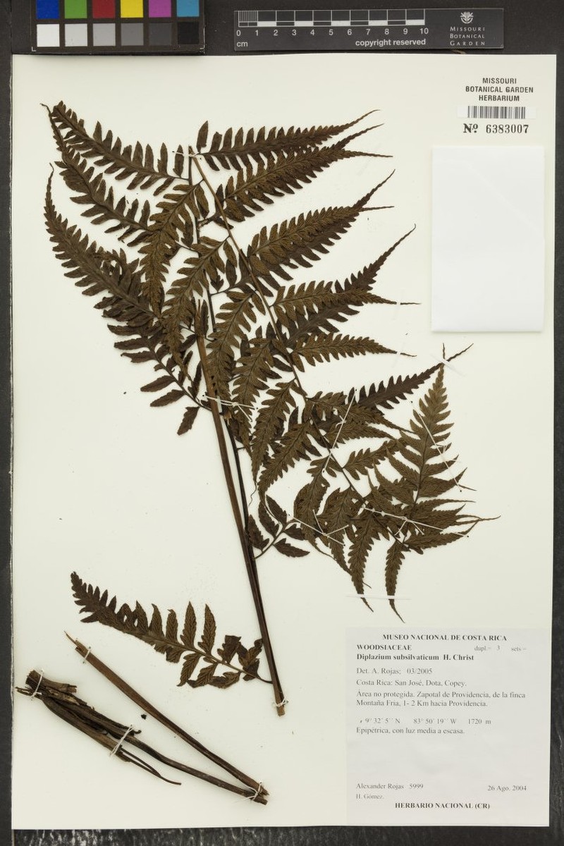 Diplazium chiriquense