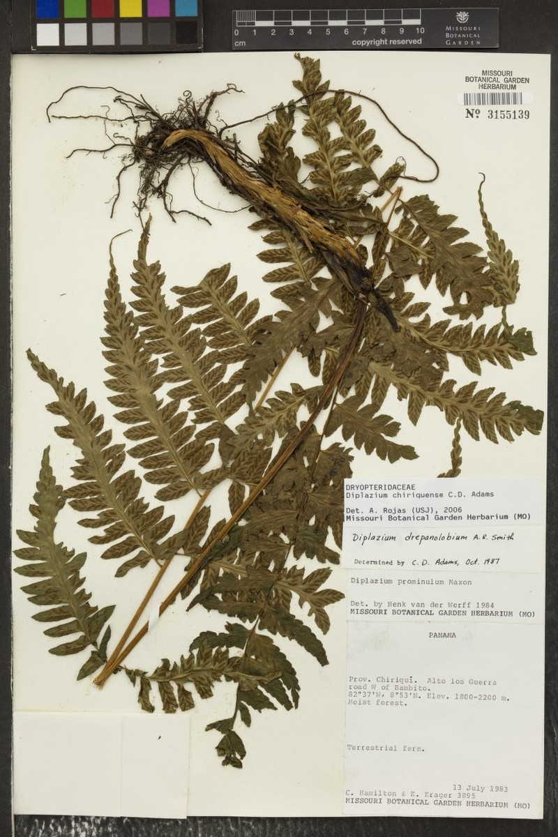Diplazium chiriquense photo 3