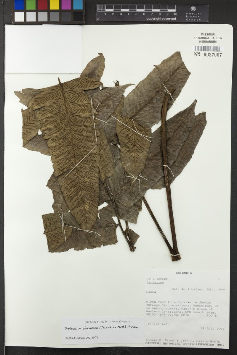 Diplazium chocoense