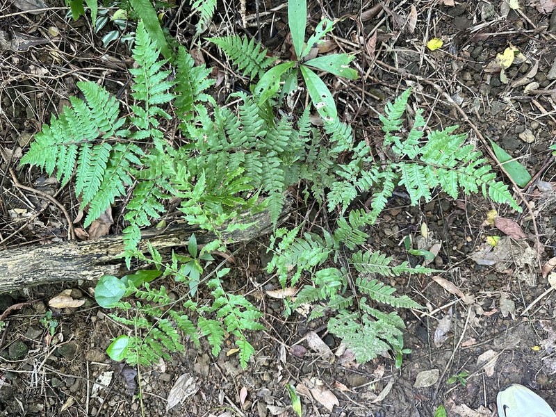 Diplazium conterminum photo 2