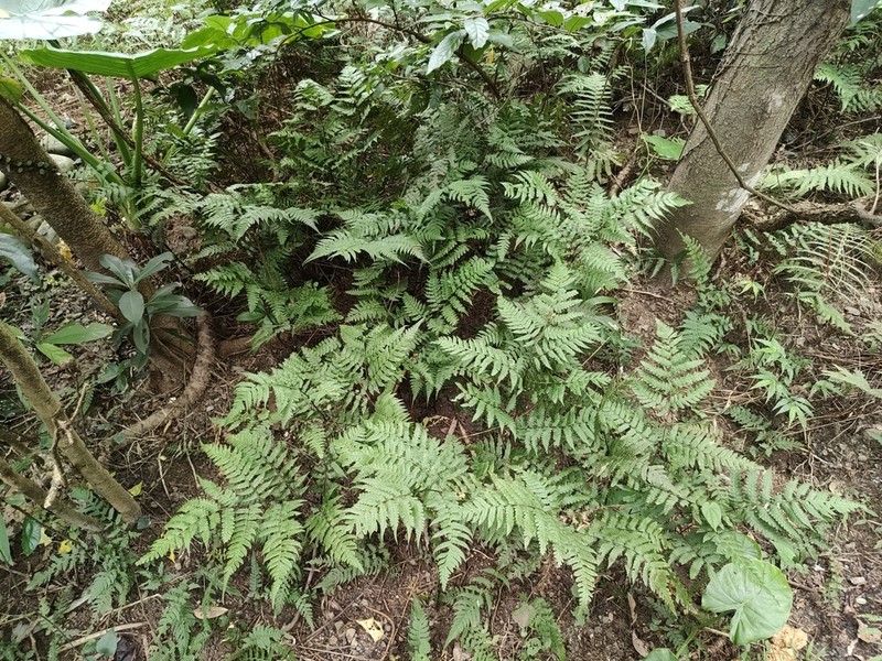Diplazium conterminum photo 6