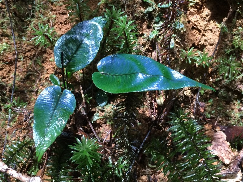 Diplazium cordifolium