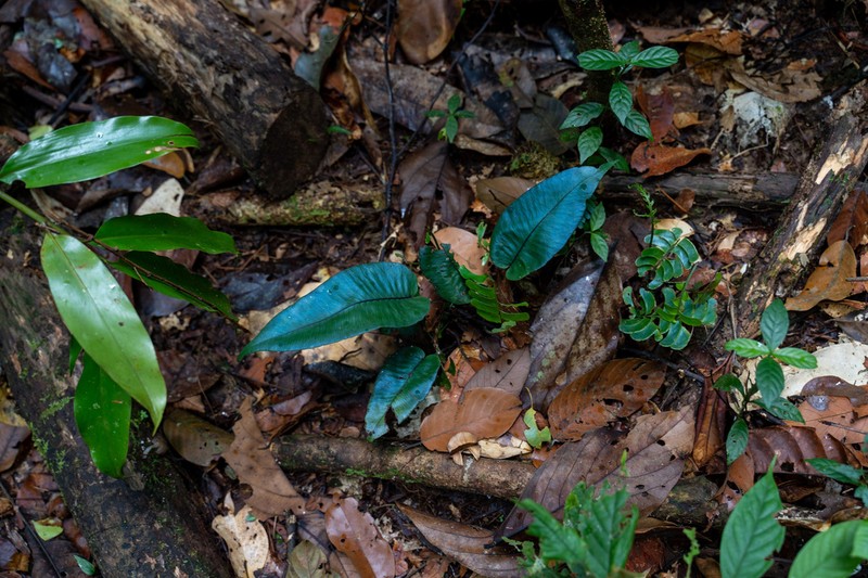 Diplazium cordifolium photo 2