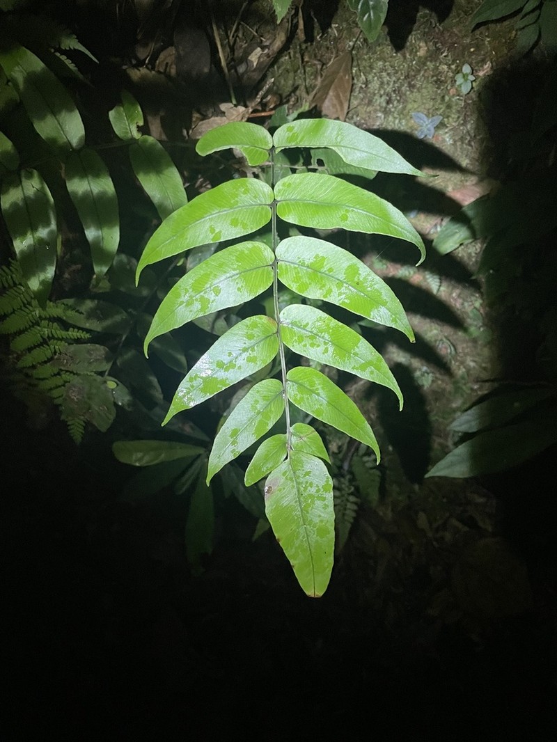 Diplazium cordifolium photo 3