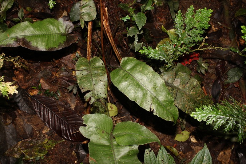 Diplazium cordifolium photo 4