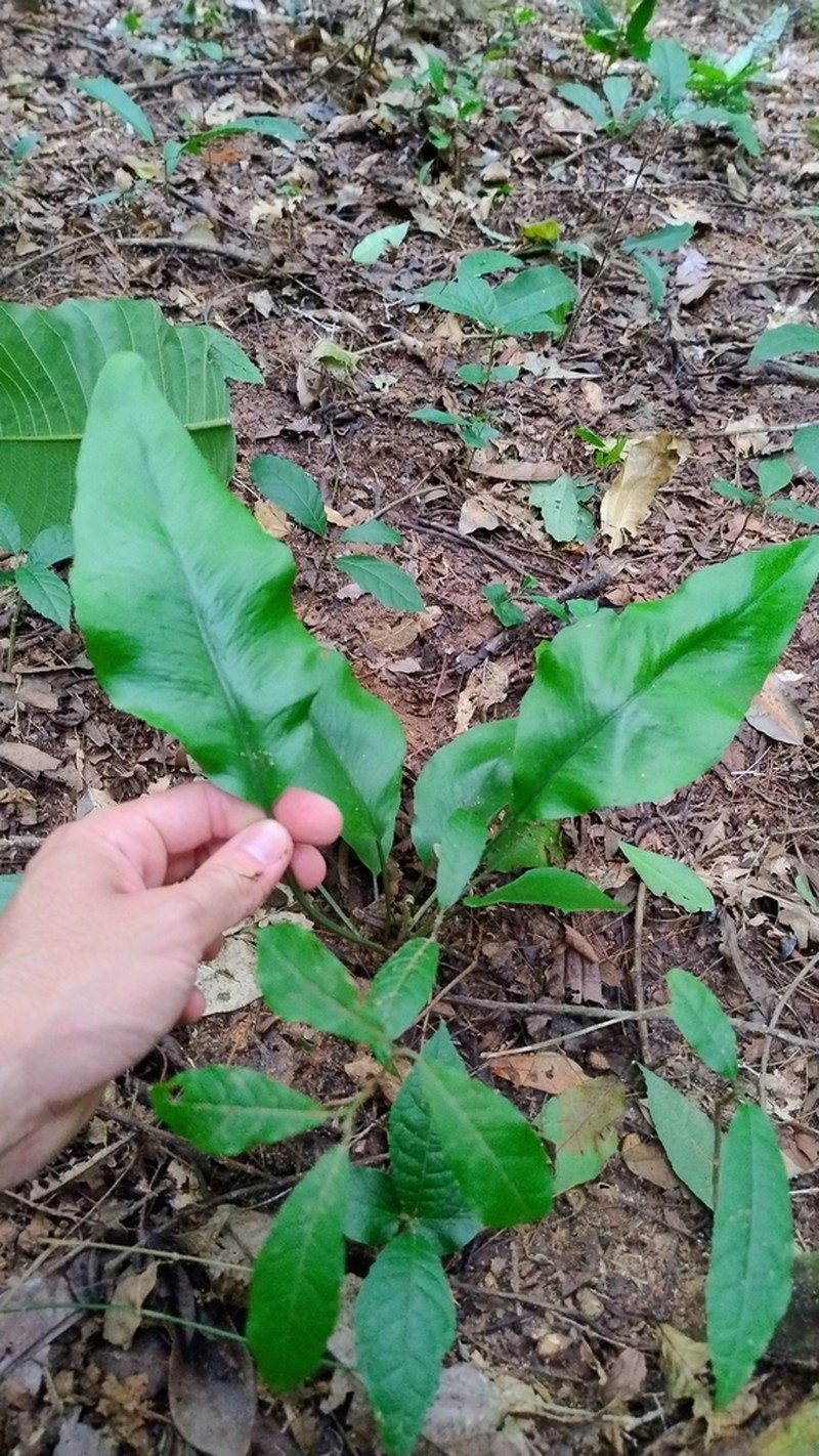 Diplazium cordifolium photo 5