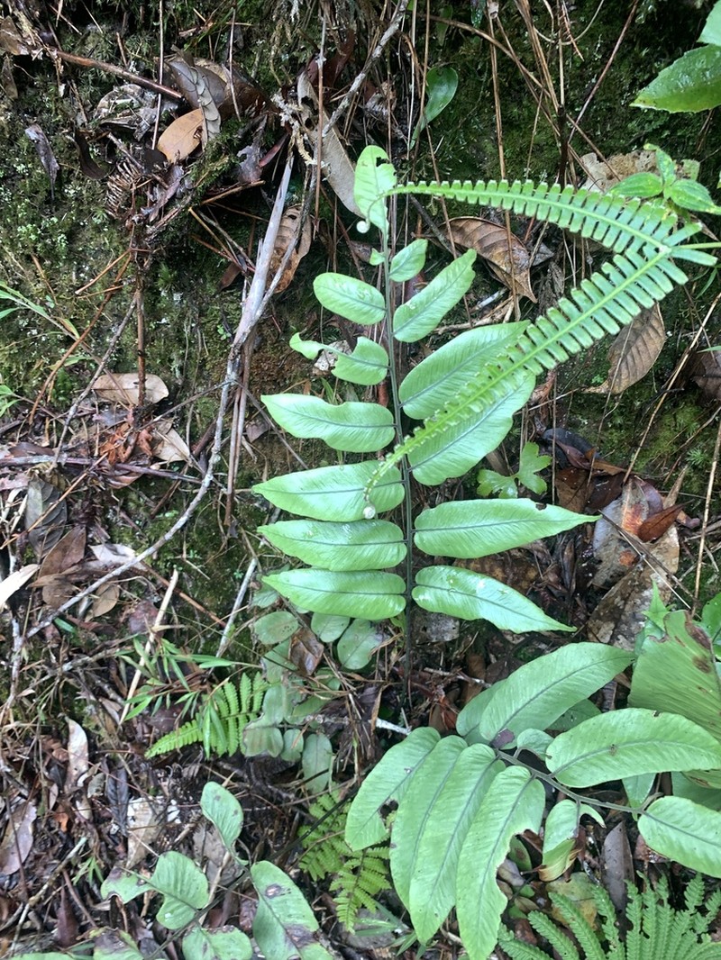 Diplazium cordifolium photo 6