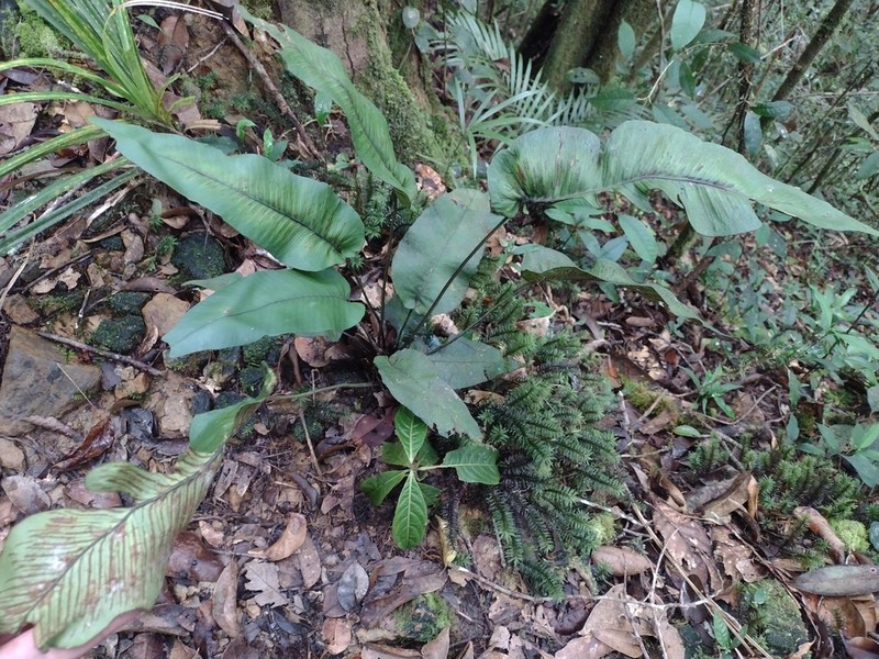 Diplazium cordifolium photo 8