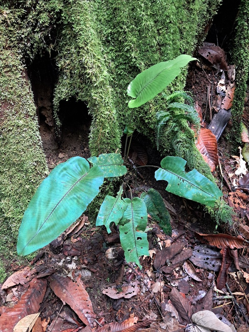 Diplazium cordifolium var. cordifolium