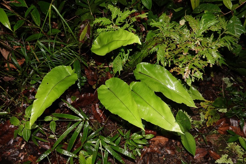 Diplazium cordifolium var. cordifolium photo 2