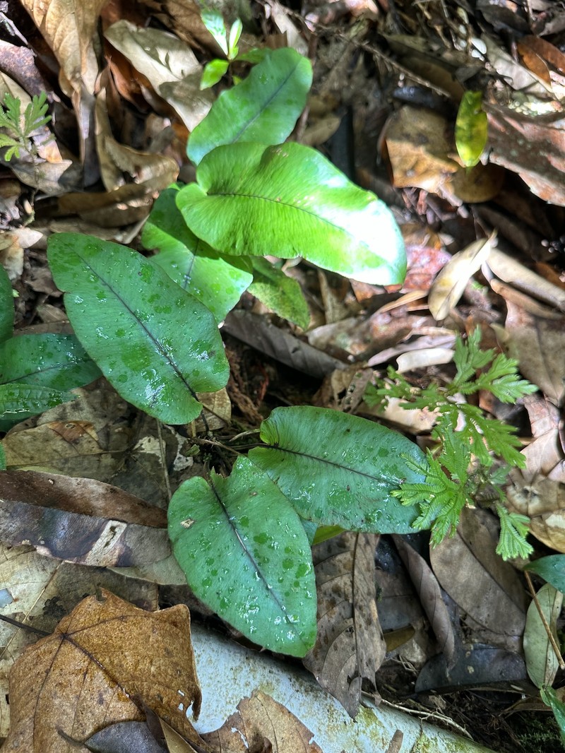 Diplazium cordifolium var. cordifolium photo 3