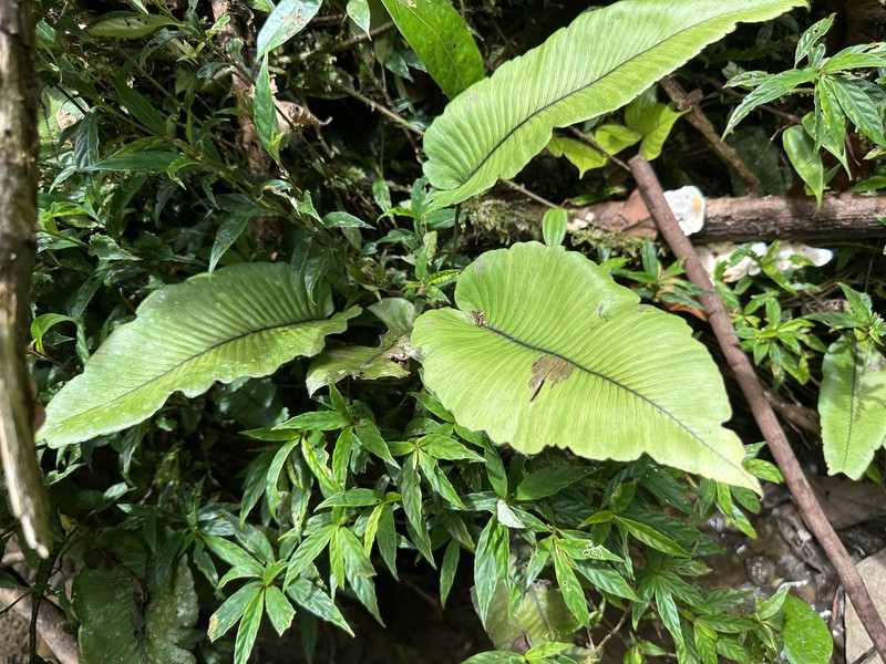 Diplazium cordifolium var. cordifolium photo 4