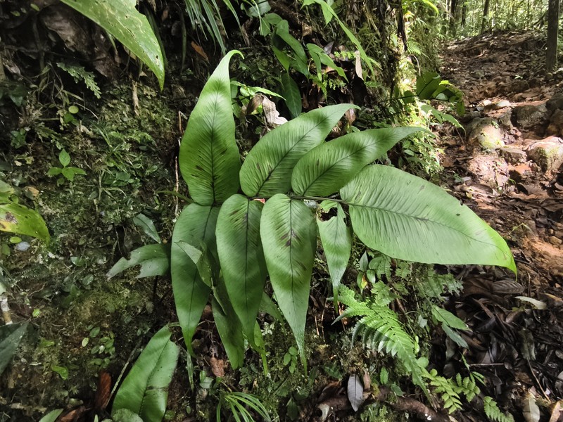 Diplazium cordifolium var. pariens