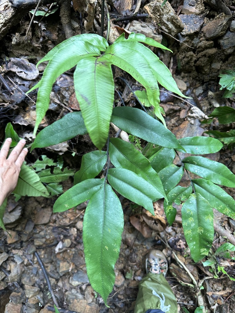 Diplazium cordifolium var. pariens photo 2