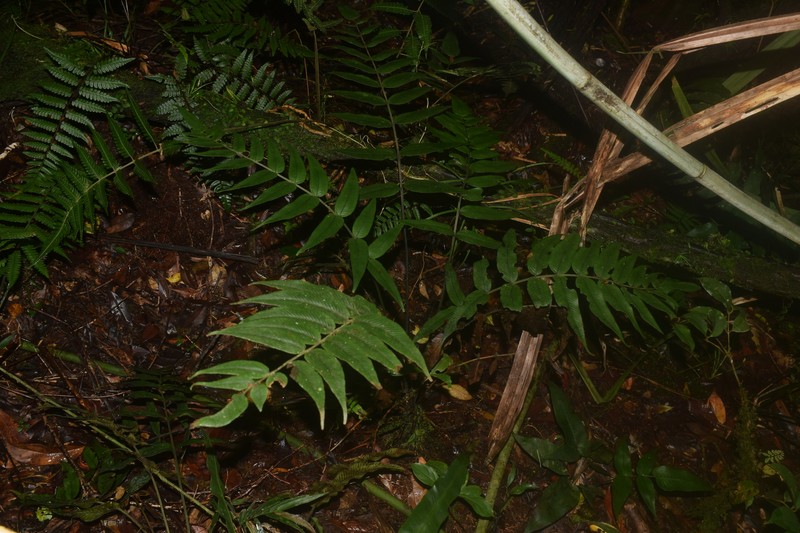 Diplazium cordifolium var. pariens photo 3