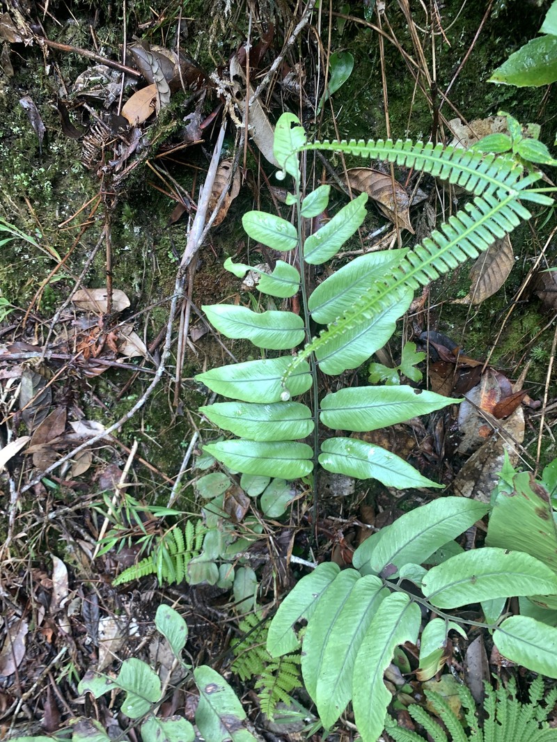 Diplazium cordifolium var. pariens photo 4