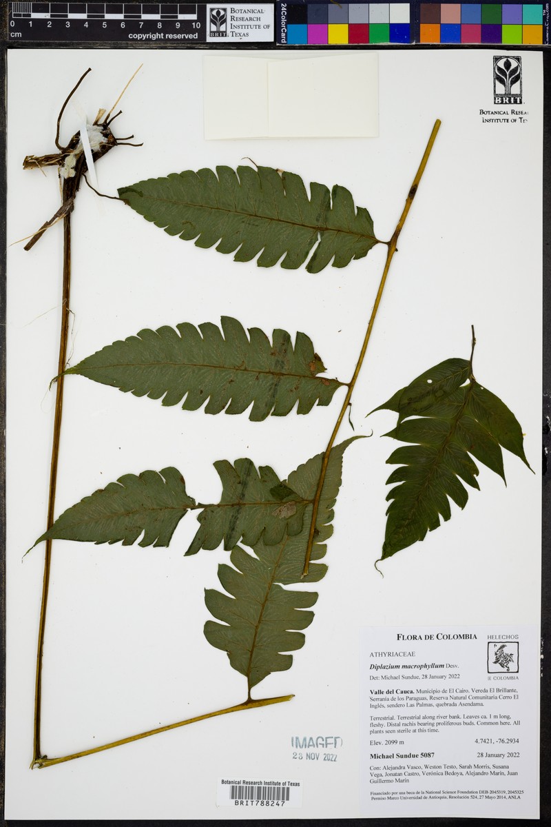 Diplazium costale