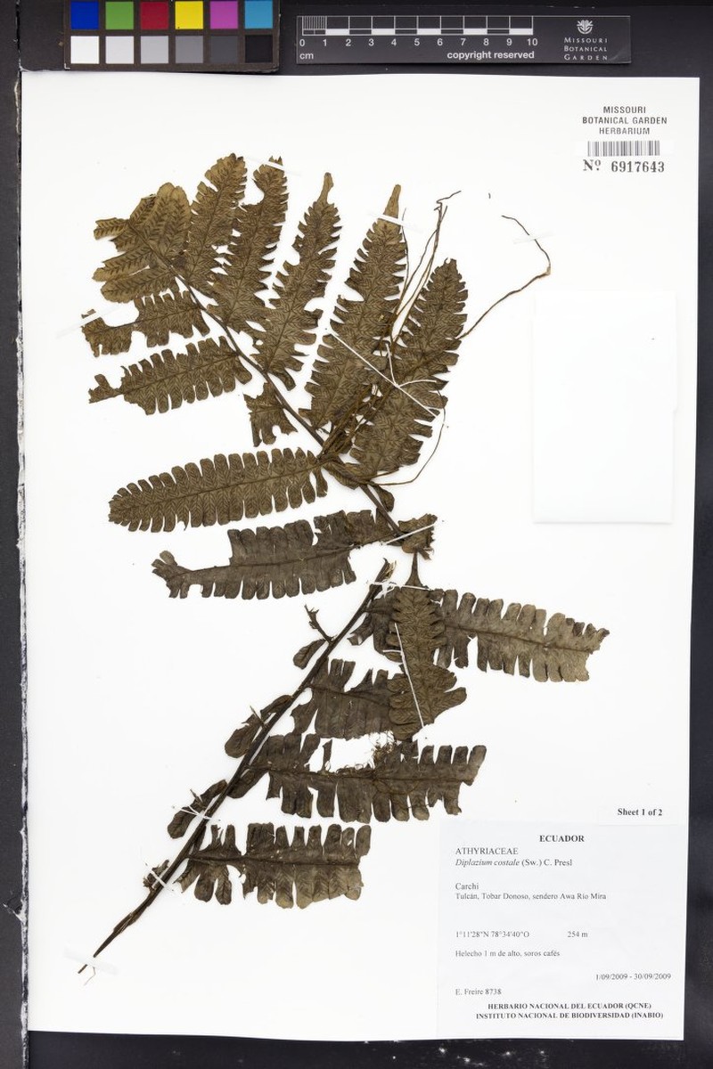 Diplazium costale photo 2