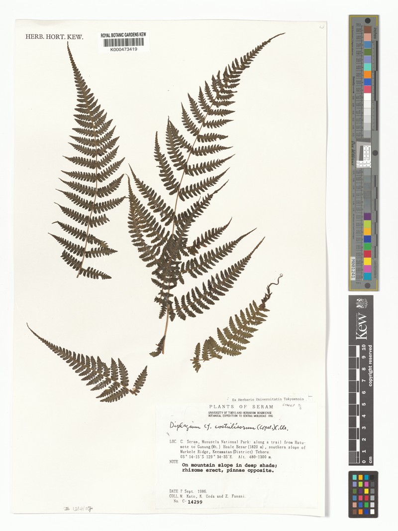 Diplazium costulisorum photo 2