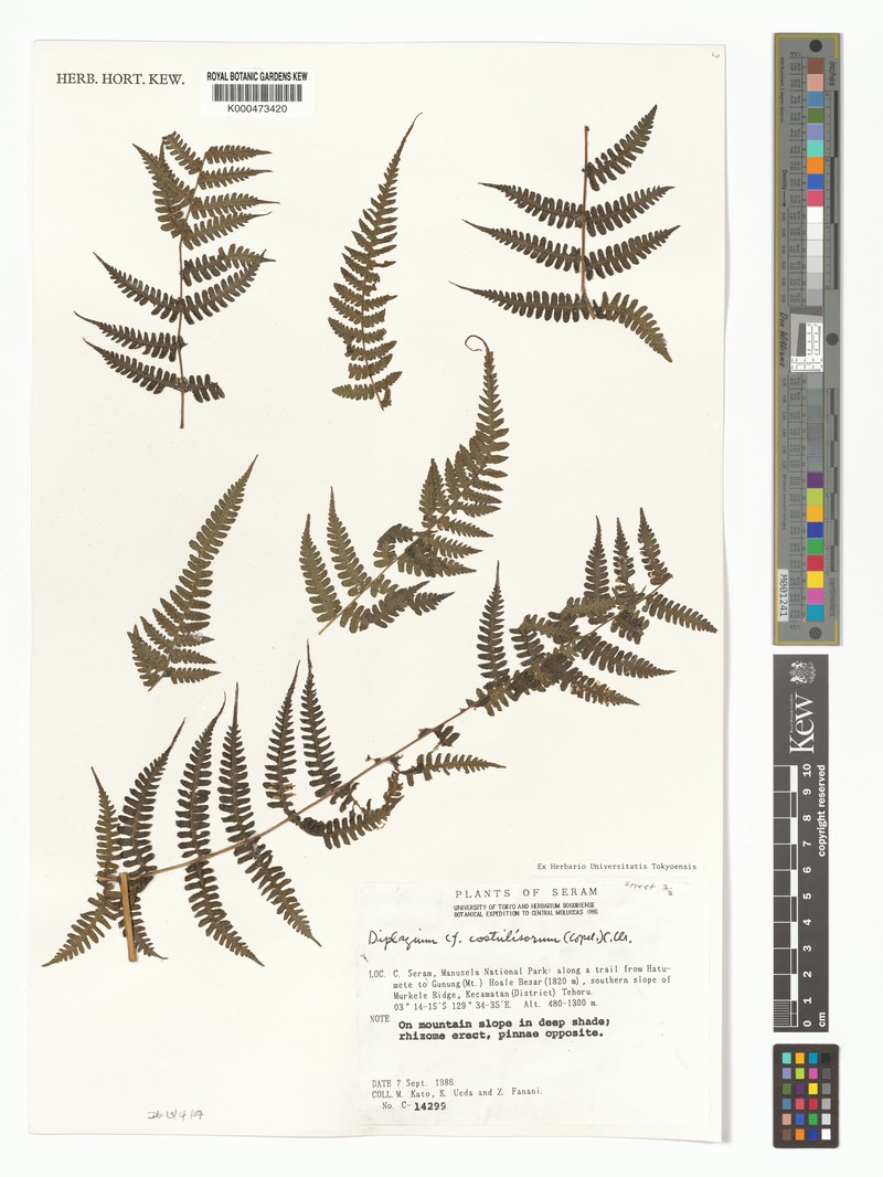 Diplazium costulisorum photo 3
