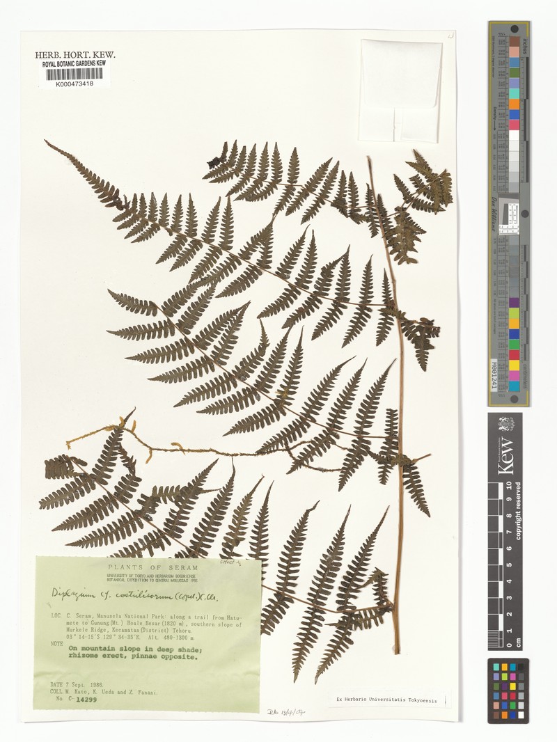 Diplazium costulisorum photo 4