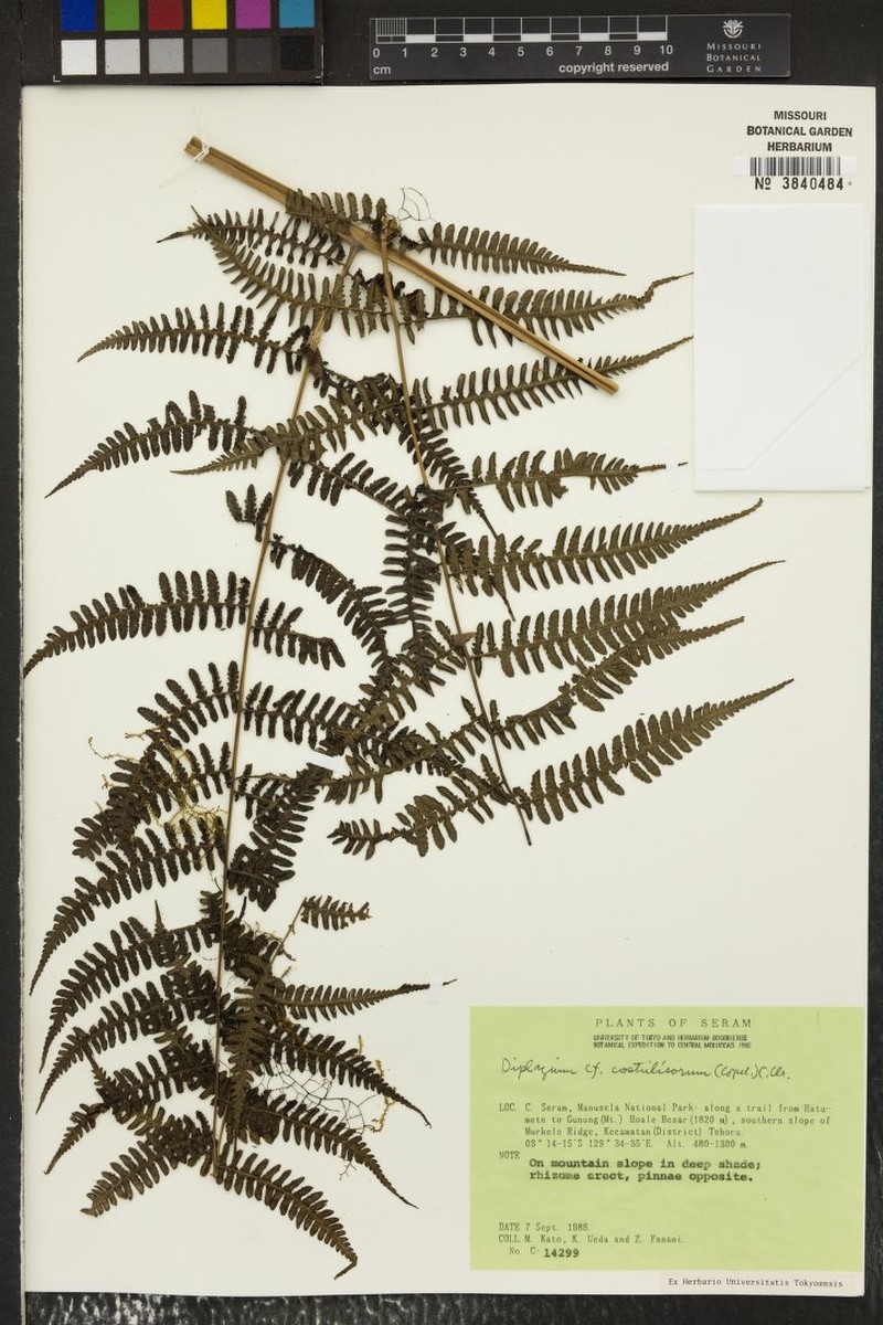 Diplazium costulisorum photo 5
