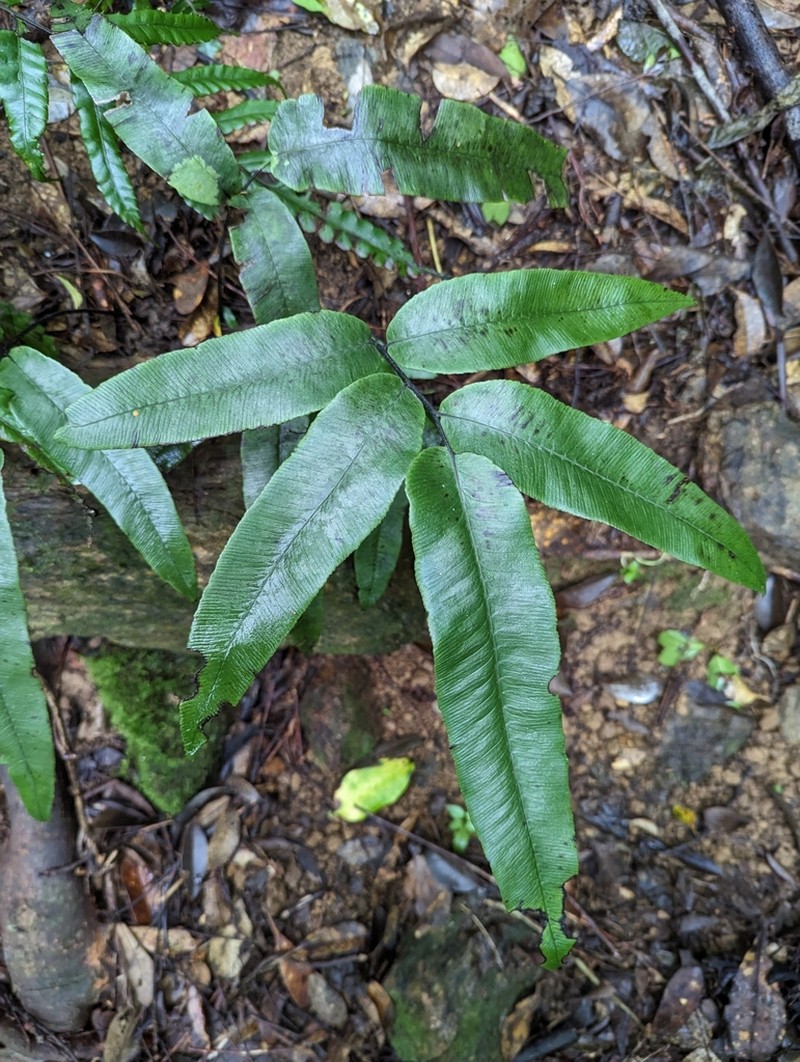 Diplazium crassiusculum