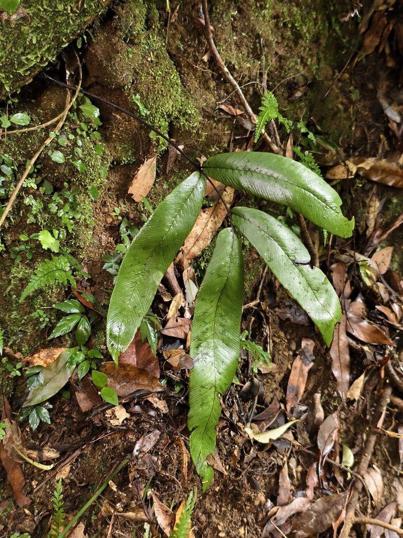 Diplazium crassiusculum photo 2
