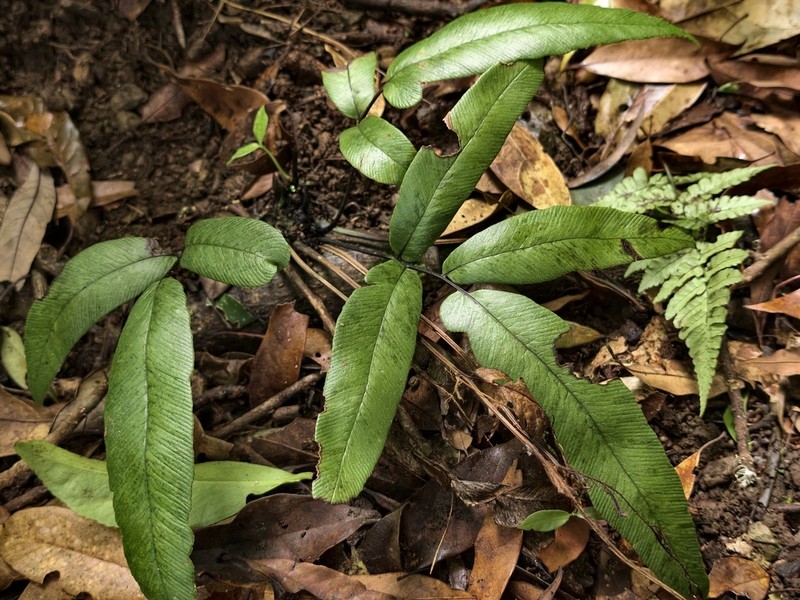 Diplazium crassiusculum photo 3
