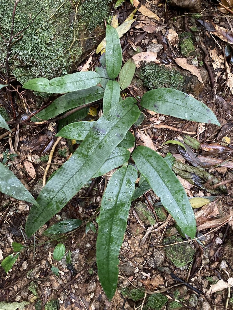 Diplazium crassiusculum photo 4