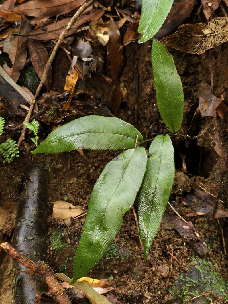 Diplazium crassiusculum photo 5