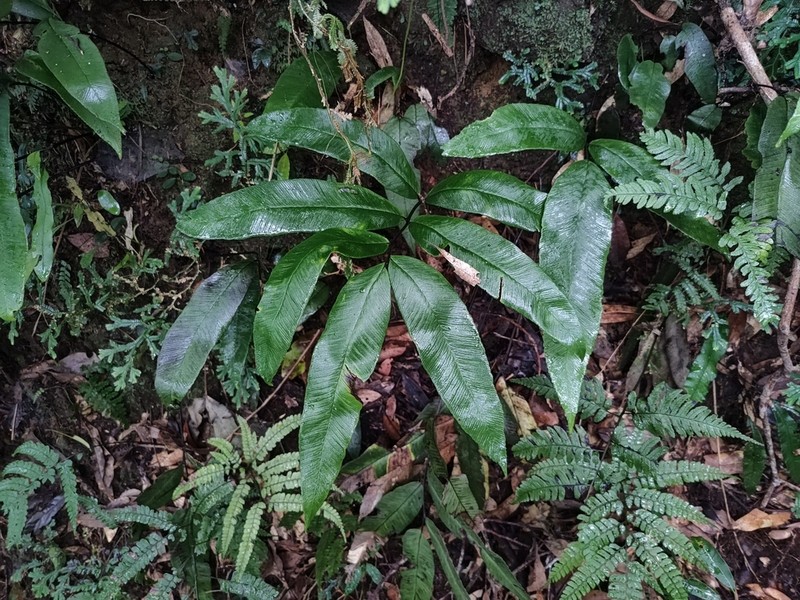Diplazium crassiusculum photo 7