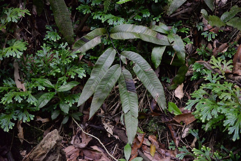 Diplazium crassiusculum photo 8