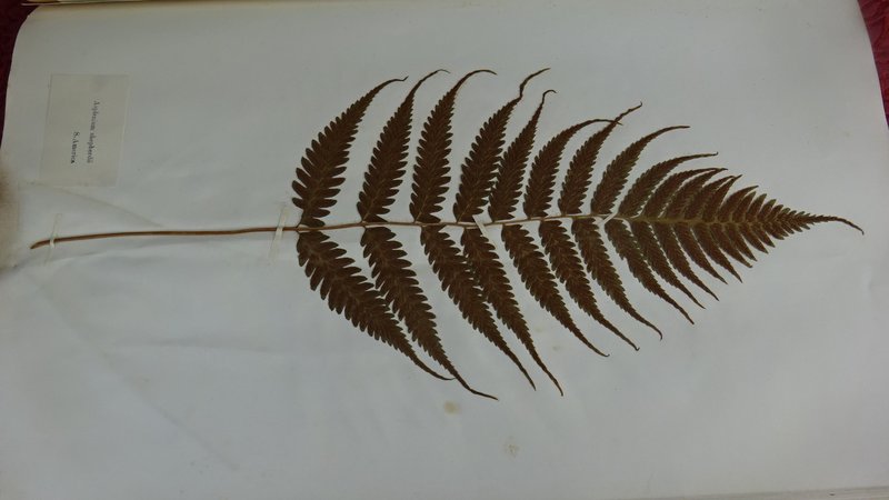 Crested Twinsorus Fern