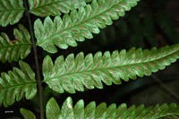 Crested Twinsorus Fern