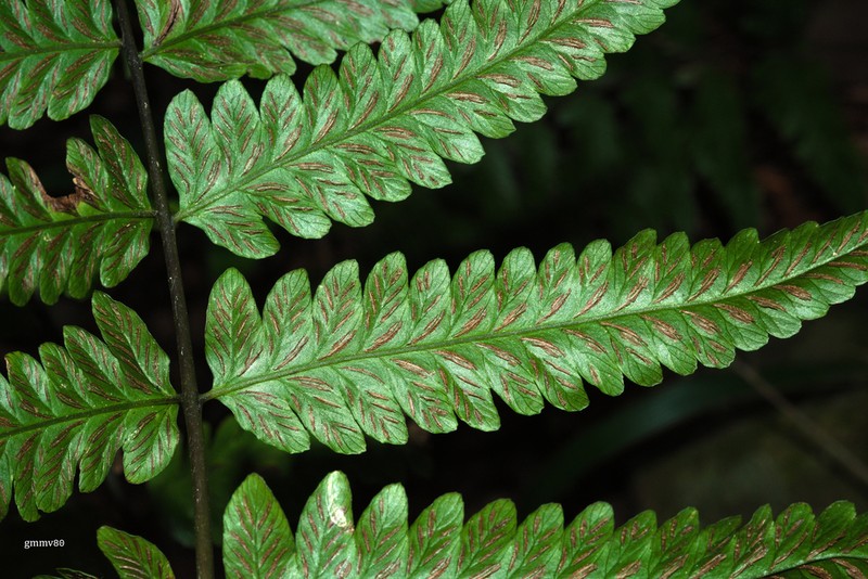 Crested Twinsorus Fern