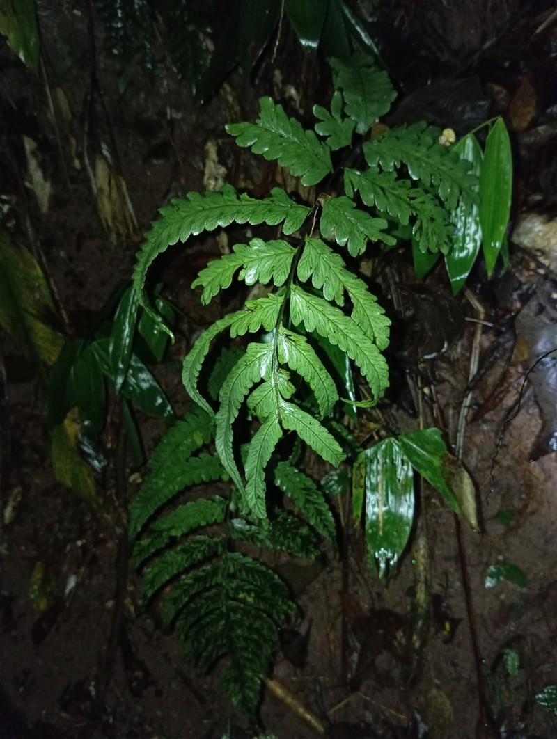 Crested Twinsorus Fern photo 2
