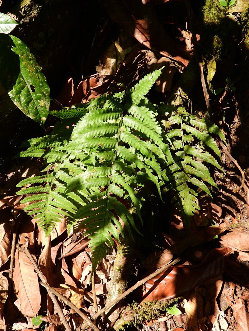 Crested Twinsorus Fern photo 3