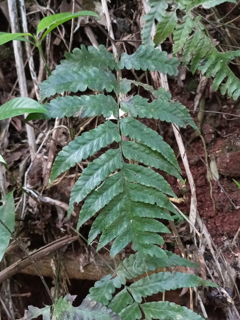 Crested Twinsorus Fern photo 4