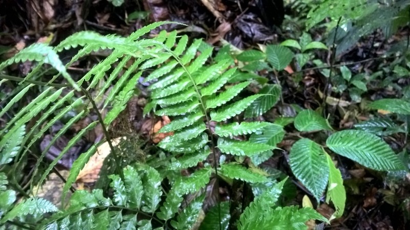 Crested Twinsorus Fern photo 5